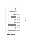 COMPOSITIONS AND METHODS FOR INHIBITION OF NUCLEIC ACIDS FUNCTION diagram and image