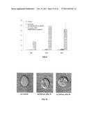 TRANSFECTION WITH MAGNETIC NANOPARTICLES AND ULTRASOUND diagram and image