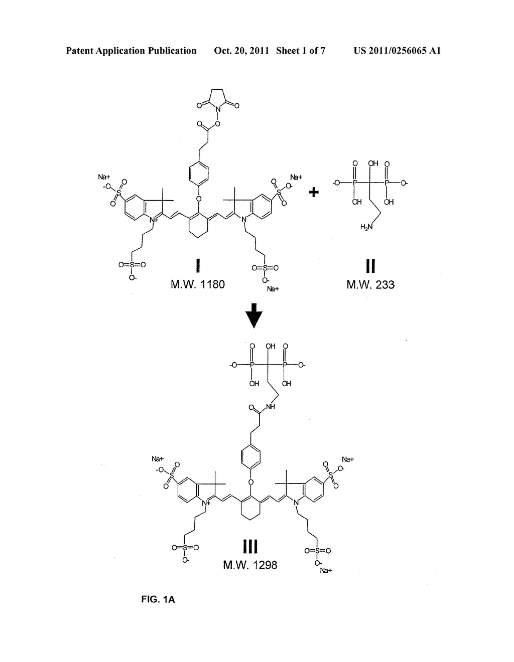 Non-Isotopic Detection of Osteoblastic Activity In Vivo Using Modified     Bisphosphonates - diagram, schematic, and image 02