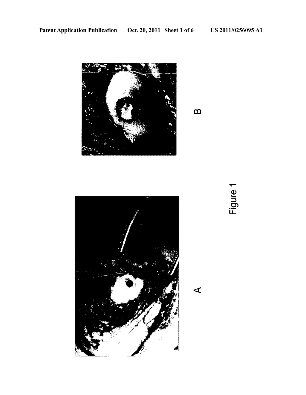 Tissue Matrix System - diagram, schematic, and image 02