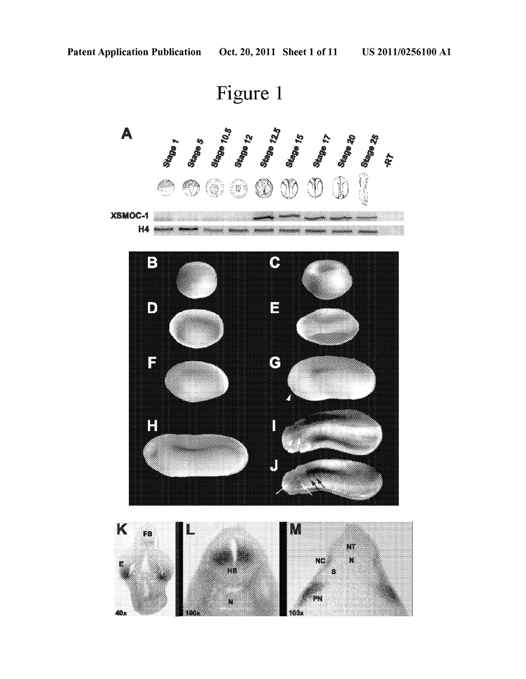 SECRETED MODULAR CALCIUM BINDING PROTEIN FOR INTRACELLULAR MODULATION OF     BONE MORPHOGENETIC PROTEIN SIGNALING - diagram, schematic, and image 02