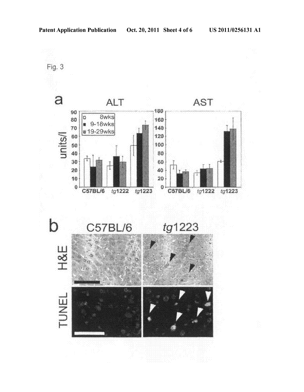 BLOCKERS OF LIGHT, LTalpha1beta2 AND LTalpha2beta1 OR ITS RECEPTOR LTbetaR     FOR THE PREVENTION AND TREATMENT OF CHRONIC HEPATITIS AND OTHER LIVER     DISEASES - diagram, schematic, and image 05