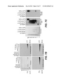 ANTI-POLYUBIQUITIN ANTIBODIES AND METHODS OF USE diagram and image