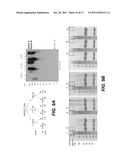 ANTI-POLYUBIQUITIN ANTIBODIES AND METHODS OF USE diagram and image