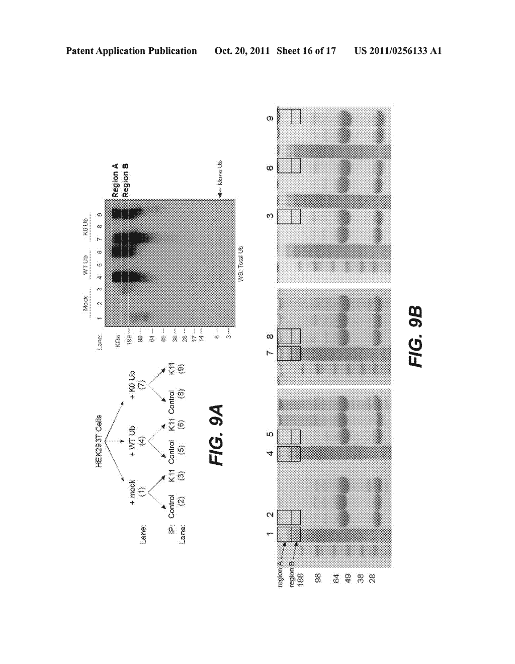 ANTI-POLYUBIQUITIN ANTIBODIES AND METHODS OF USE - diagram, schematic, and image 17