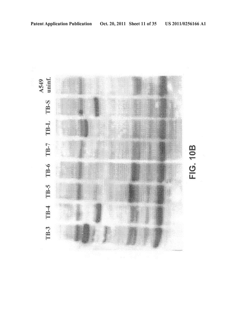 Multivalent vaccines comprising recombinant viral vectors - diagram, schematic, and image 12