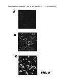 RECOMBINANT BACTERIUM CAPABLE OF ELICITING A PROTECTIVE IMMUNE RESPONSE     AGAINST C. PERFRINGENS diagram and image