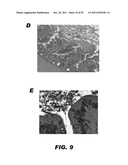 RECOMBINANT BACTERIUM CAPABLE OF ELICITING A PROTECTIVE IMMUNE RESPONSE     AGAINST C. PERFRINGENS diagram and image