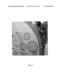 BIODEGRADABLE NANOPARTICLES AS NOVEL HEMOGLOBIN-BASED OXYGEN CARRIERS AND     METHODS OF USING THE SAME diagram and image