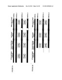 MOLECULES INTERACTING WITH CASL (MICAL) POLYNUCLEOTIDES, POLYPEPTIDES, AND     METHODS OF USING THE SAME diagram and image