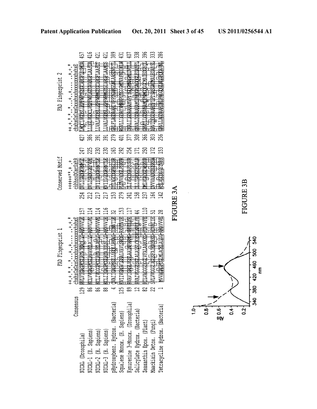 MOLECULES INTERACTING WITH CASL (MICAL) POLYNUCLEOTIDES, POLYPEPTIDES, AND     METHODS OF USING THE SAME - diagram, schematic, and image 04