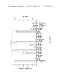 MOLECULES INTERACTING WITH CASL (MICAL) POLYNUCLEOTIDES, POLYPEPTIDES, AND     METHODS OF USING THE SAME diagram and image