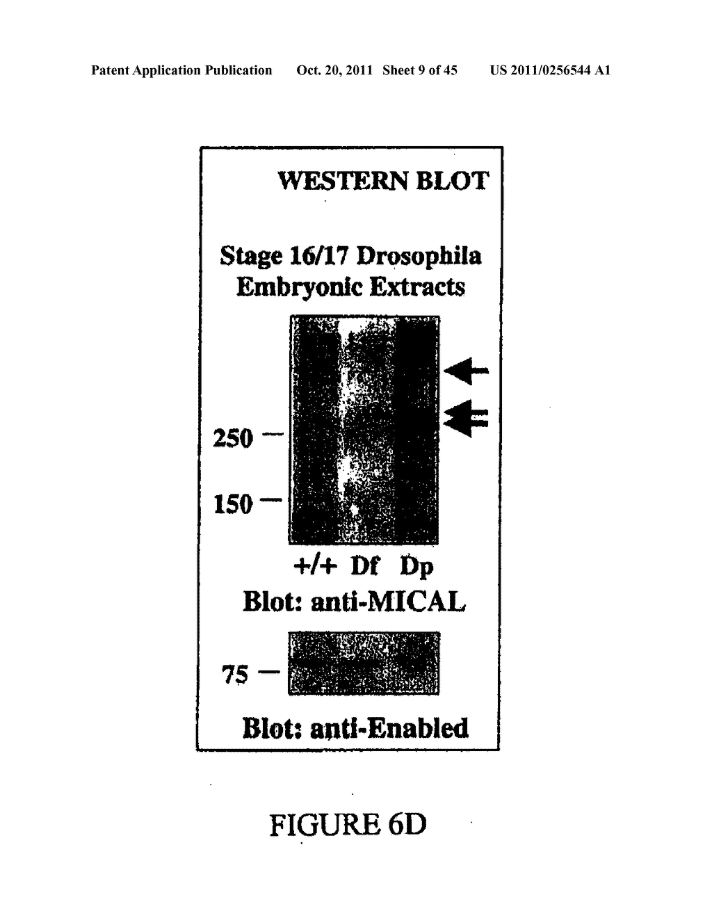 MOLECULES INTERACTING WITH CASL (MICAL) POLYNUCLEOTIDES, POLYPEPTIDES, AND     METHODS OF USING THE SAME - diagram, schematic, and image 10