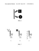 Novel reagents for directed biomarker signal amplification diagram and image