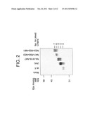 Methods and Compositions for the Prevention and Treatment of Anemia diagram and image