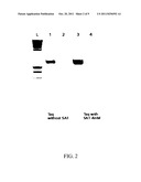 USE OF CYCLODEXTRINS TO IMPROVE THE SPECIFICITY, SENSITIVITY AND YIELD OF     NUCLEIC ACID AMPLIFICATION REACTIONS diagram and image