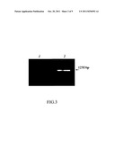 USE OF CYCLODEXTRINS TO IMPROVE THE SPECIFICITY, SENSITIVITY AND YIELD OF     NUCLEIC ACID AMPLIFICATION REACTIONS diagram and image