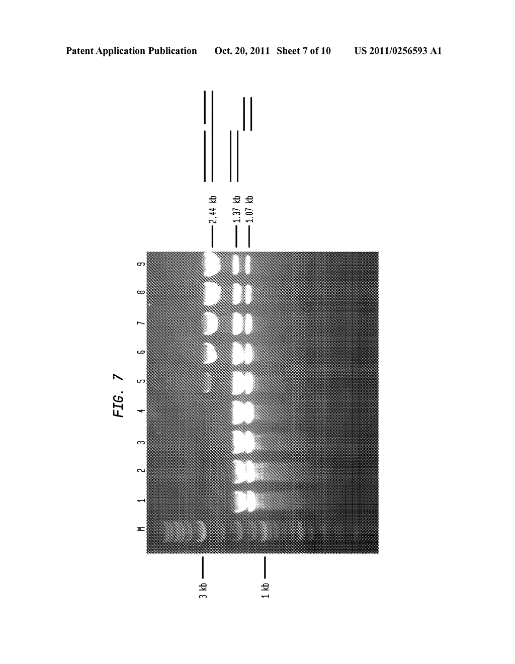 Generation of Random Double-Strand Breaks in DNA Using Enzymes - diagram, schematic, and image 08