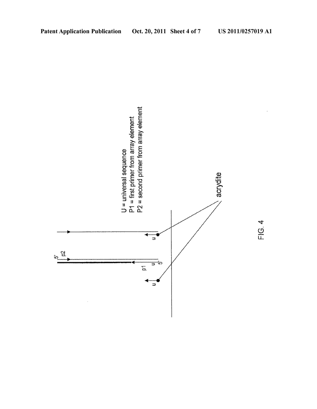 Directed Enrichment of Genomic DNA for High-Throughput Sequencing - diagram, schematic, and image 05