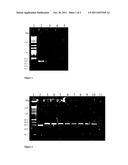 METHOD FOR PREPARING HIGH-THROUGHPUT SEQUENCEABLE DNA FROM INDIVIDUAL     PLAQUES OF PHAGES PRESENTING PEPTIDES diagram and image