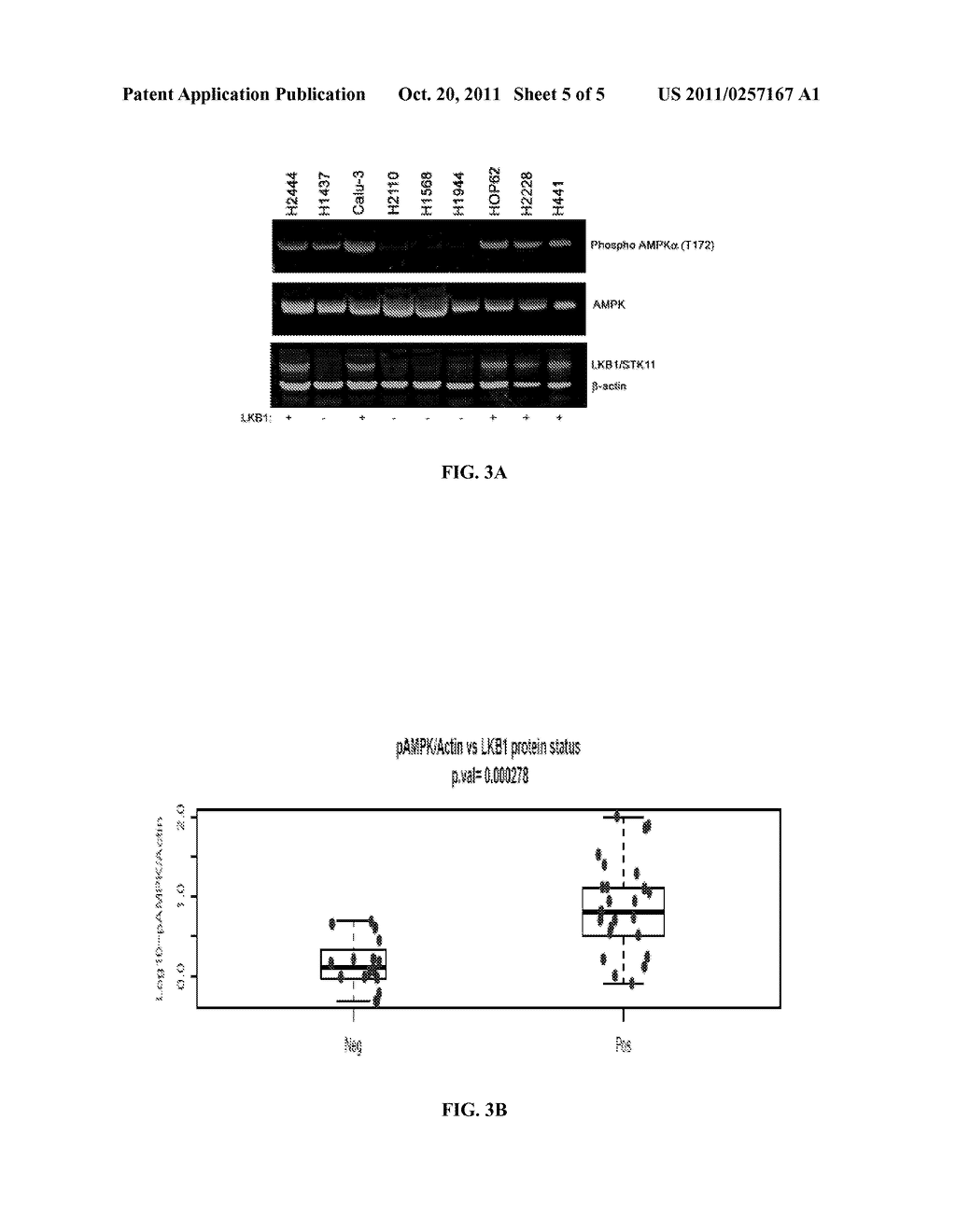 IDENTIFICATION OF LKB1 MUTATION AS A PREDICTIVE BIOMARKER FOR SENSITIVITY     TO TOR KINASE INHIBITORS - diagram, schematic, and image 06