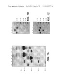 IMMUNOGLOBULINS DEVOID OF LIGHT CHAINS diagram and image