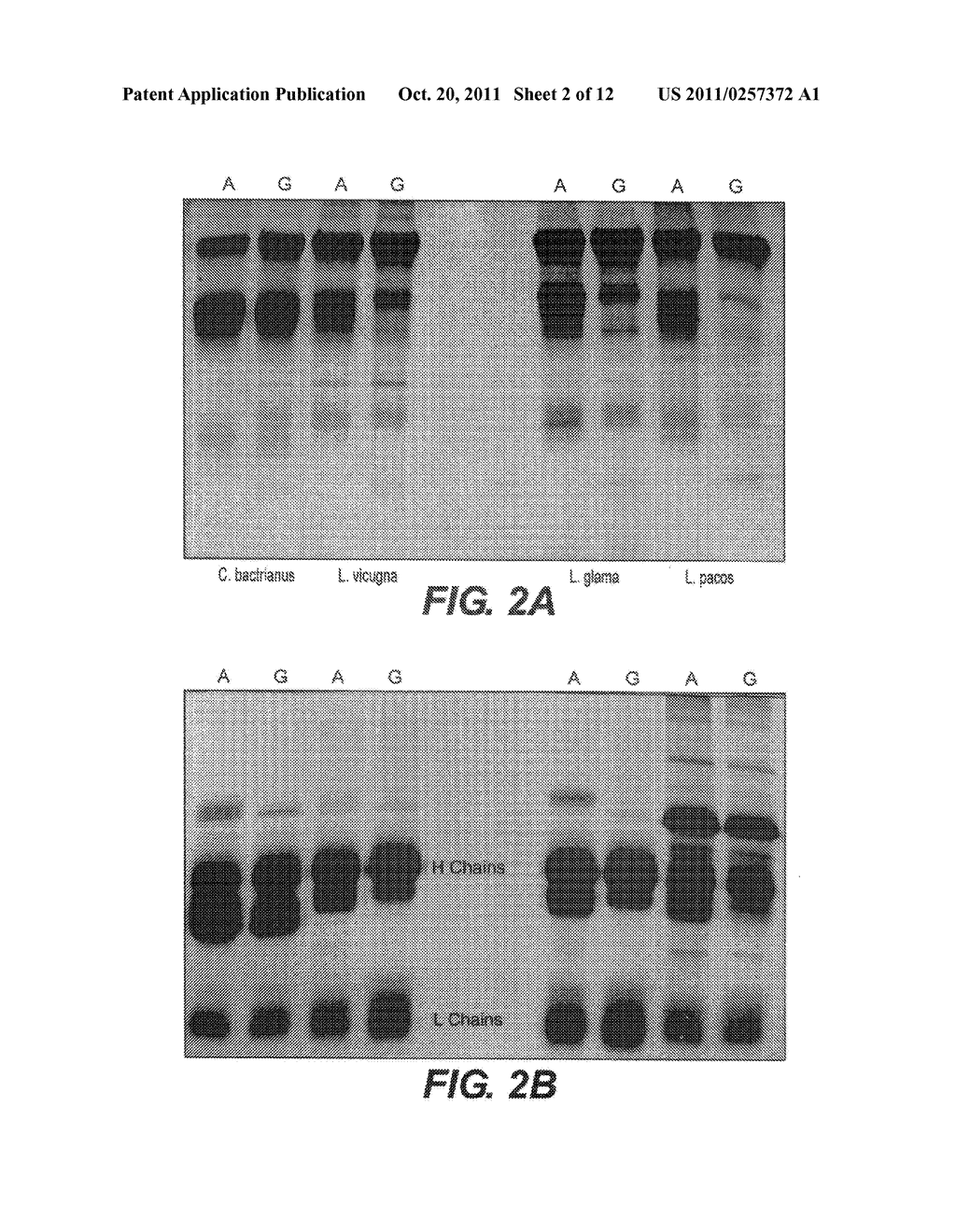 IMMUNOGLOBULINS DEVOID OF LIGHT CHAINS - diagram, schematic, and image 03