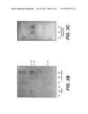 IMMUNOGLOBULINS DEVOID OF LIGHT CHAINS diagram and image