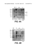 IMMUNOGLOBULINS DEVOID OF LIGHT CHAINS diagram and image