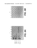 IMMUNOGLOBULINS DEVOID OF LIGHT CHAINS diagram and image