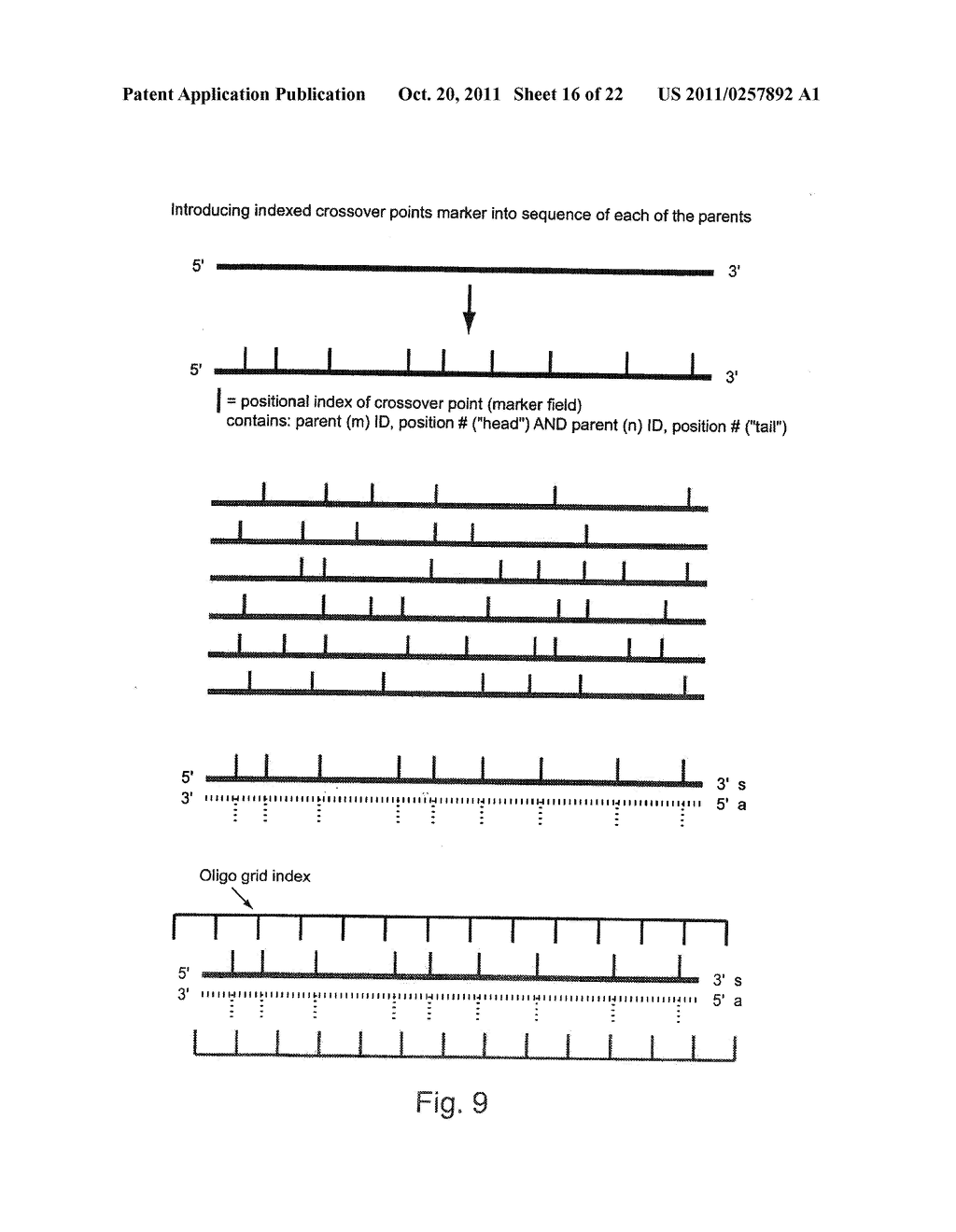 METHODS FOR IDENTIFYING SETS OF OLIGONUCLEOTIDES FOR USE IN AN IN VITRO     RECOMBINATION PROCEDURE - diagram, schematic, and image 17