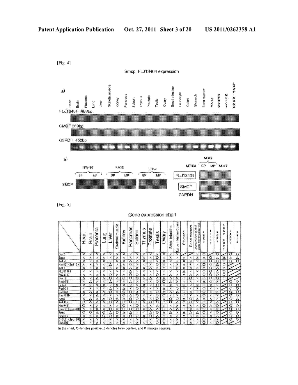 MOLECULAR MARKER FOR CANCER STEM CELL - diagram, schematic, and image 04