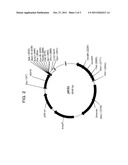 BACTERIOCIN BASED METHODS TO CONTROL LACTIC ACID BACTERIAL GROWTH diagram and image