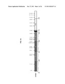 USE OF ERBB4 AS A PROGNOSTIC AND THERAPEUTIC MARKER FOR MELANOMA diagram and image