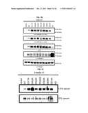 USE OF ERBB4 AS A PROGNOSTIC AND THERAPEUTIC MARKER FOR MELANOMA diagram and image