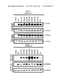 USE OF ERBB4 AS A PROGNOSTIC AND THERAPEUTIC MARKER FOR MELANOMA diagram and image