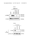 USE OF ERBB4 AS A PROGNOSTIC AND THERAPEUTIC MARKER FOR MELANOMA diagram and image