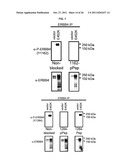 USE OF ERBB4 AS A PROGNOSTIC AND THERAPEUTIC MARKER FOR MELANOMA diagram and image