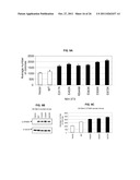 USE OF ERBB4 AS A PROGNOSTIC AND THERAPEUTIC MARKER FOR MELANOMA diagram and image