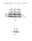 METHOD FOR THE TREATMENT OF GOUT OR PSEUDOGOUT diagram and image