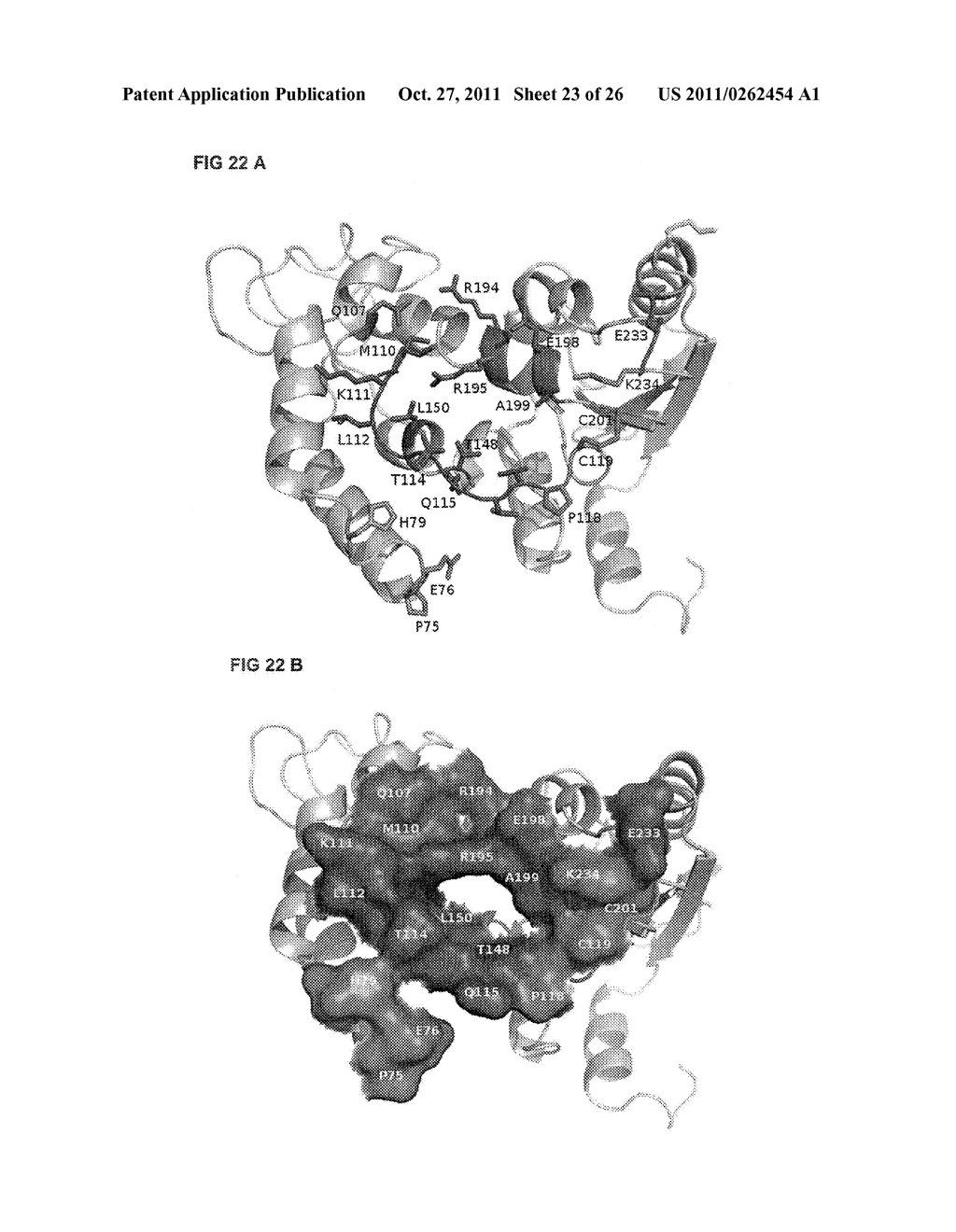 NOVEL ANTI-CD38 ANTIBODIES FOR THE TREATMENT OF CANCER - diagram, schematic, and image 24