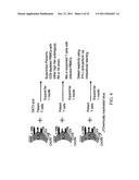 Novel Artificial Antigen Presenting Cells and Uses Therefor diagram and image