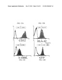 Novel Artificial Antigen Presenting Cells and Uses Therefor diagram and image