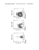 Novel Artificial Antigen Presenting Cells and Uses Therefor diagram and image