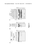 Chimeric HIV Antigens diagram and image