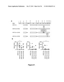 Chimeric HIV Antigens diagram and image