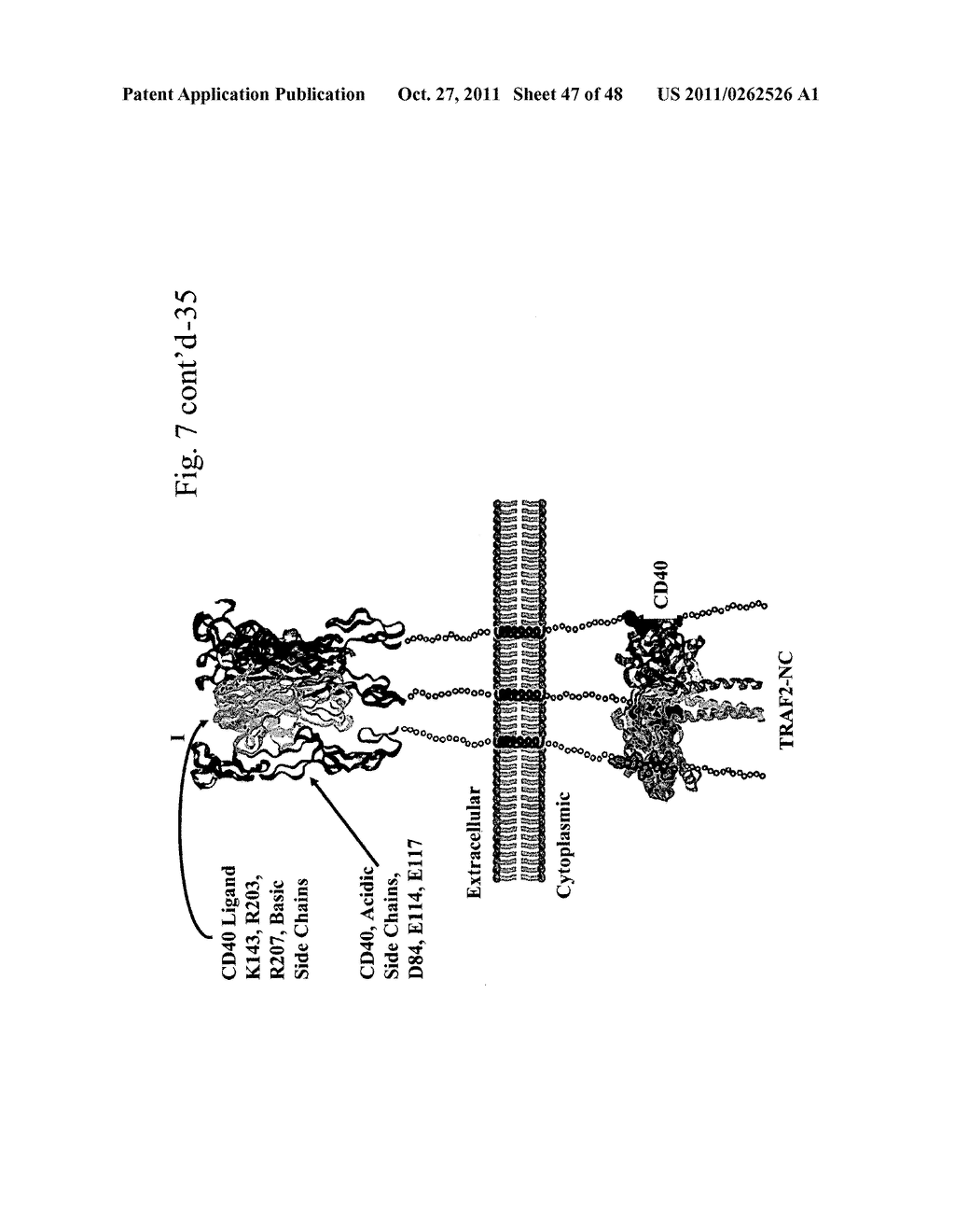 METHOD OF INDUCING AN ANTI-VIRAL IMMUNE RESPONSE - diagram, schematic, and image 48