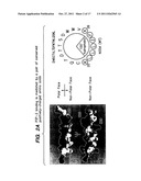 PIP-2 Inhibition-Based Antiviral and Anti-Hyperlipidemic Therapies diagram and image