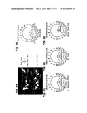 PIP-2 Inhibition-Based Antiviral and Anti-Hyperlipidemic Therapies diagram and image