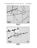 Surfactant-Assisted Inorganic Nanoparticle Deposition on a Cellulose     Nanocrystals diagram and image